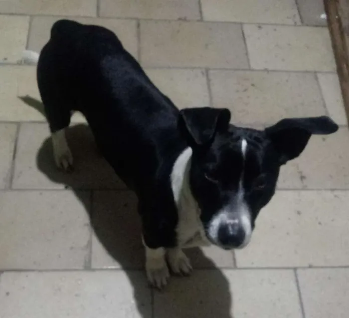 Cachorro ra a SRD idade 7 a 11 meses nome Blizzard