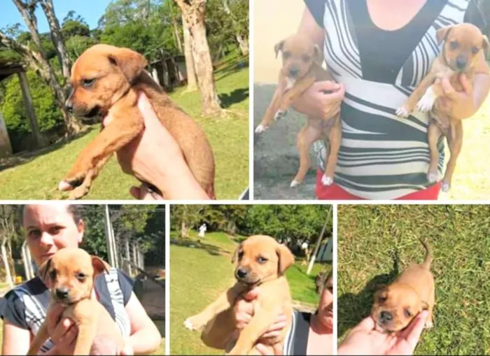 Cachorro ra a SRD idade Abaixo de 2 meses nome 5 bebês
