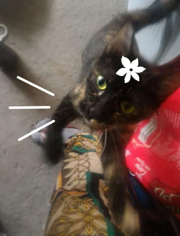 Gato ra a não definido idade 2 a 6 meses nome não tem