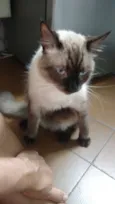 Félix
