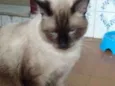 Félix