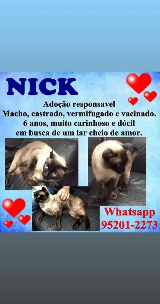 Gato ra a SRD idade 6 ou mais anos nome Nick