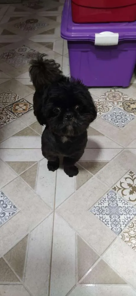 Cachorro ra a Shitzu idade 7 a 11 meses nome Não sei