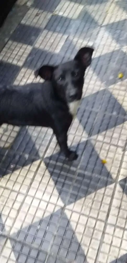 Cachorro ra a Sem raça definida idade 7 a 11 meses nome Sem nome