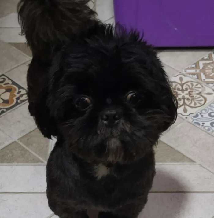 Cachorro ra a Shitzu idade 7 a 11 meses nome Não sei