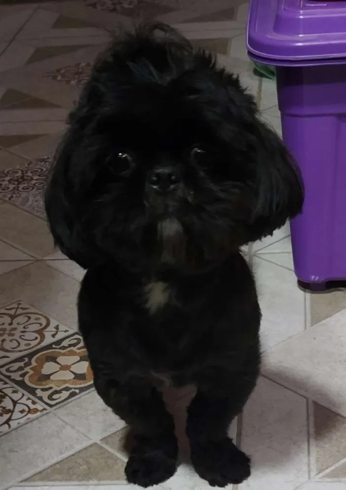 Cachorro ra a Shitzu idade 7 a 11 meses nome Não sei