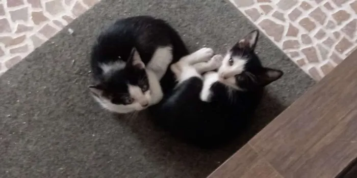 Gato ra a Srd idade 2 a 6 meses nome Sem nome ainda