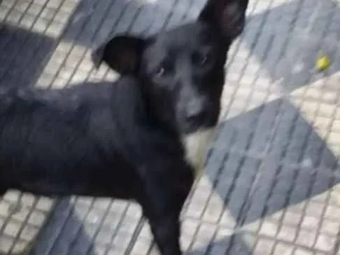 Cachorro ra a Sem raça definida idade 7 a 11 meses nome Sem nome