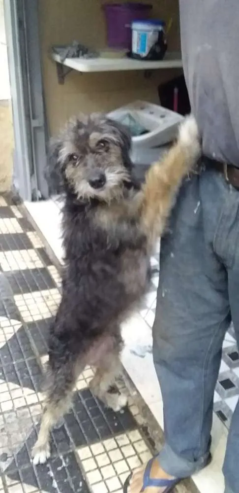 Cachorro ra a Sem raça definida idade 7 a 11 meses nome Sem nome