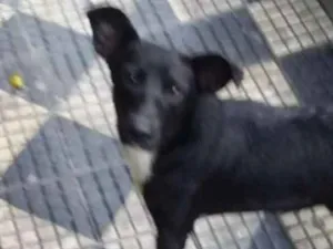 Cachorro raça Sem raça definida idade 7 a 11 meses nome Sem nome