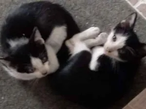 Gato raça Srd idade 2 a 6 meses nome Sem nome ainda
