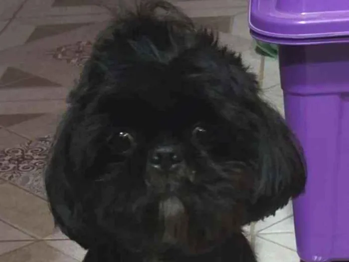 Cachorro ra a Shitzu idade 7 a 11 meses nome Não sei