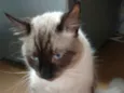 Félix