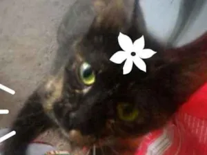 Gato raça não definido idade 2 a 6 meses nome não tem