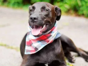Cachorro raça SRD idade 7 a 11 meses nome Marrom