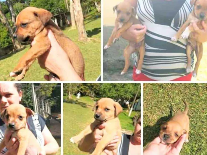 Cachorro ra a SRD idade Abaixo de 2 meses nome 5 bebês