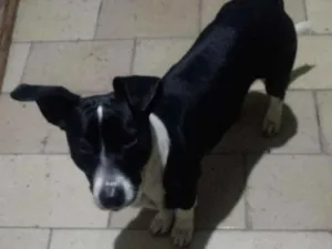 Cachorro raça SRD idade 7 a 11 meses nome Blizzard