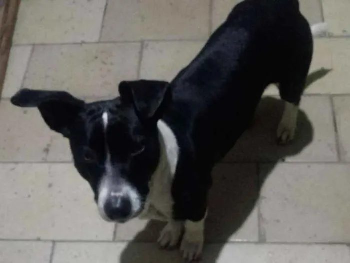 Cachorro ra a SRD idade 7 a 11 meses nome Blizzard