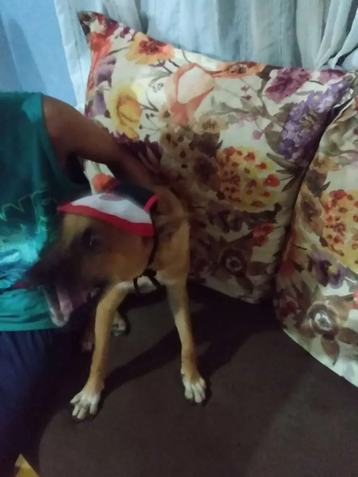 Cachorro ra a Indefinida idade 2 a 6 meses nome Duki