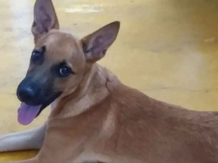 Cachorro ra a Indefinida idade 2 a 6 meses nome Duki