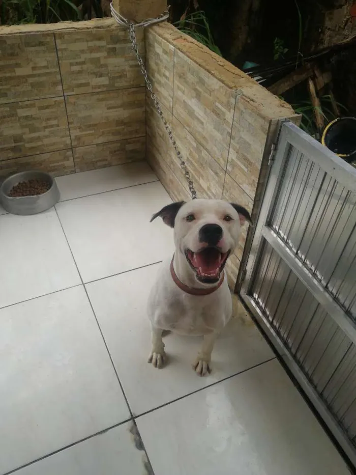 Cachorro ra a Pitbul idade 7 a 11 meses nome Thanos 