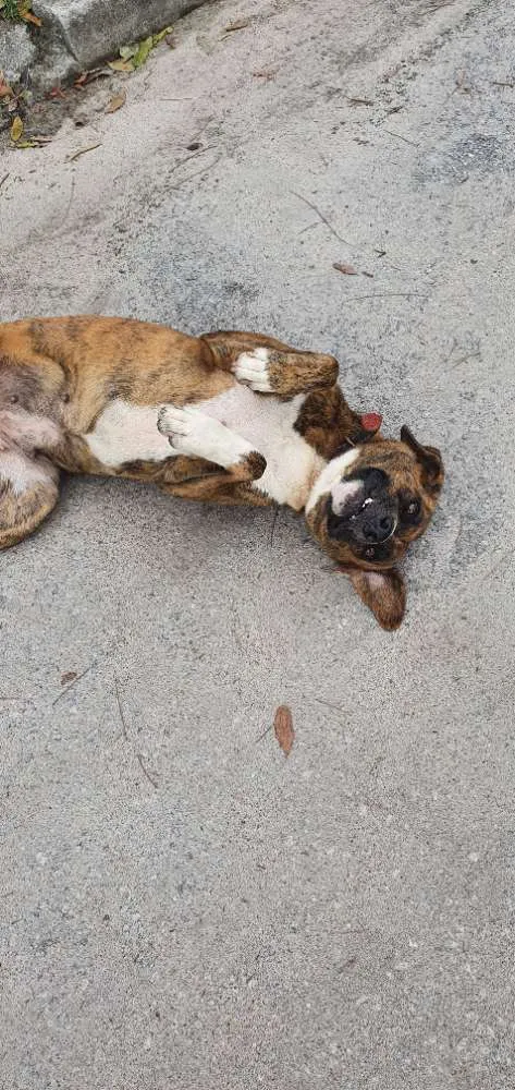 Cachorro ra a Nao sei idade 2 anos nome Nao sei