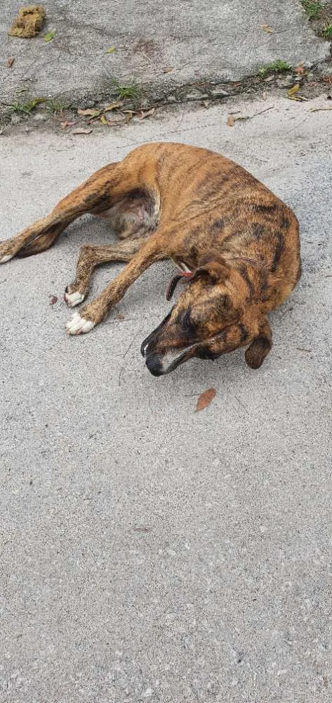 Cachorro ra a Nao sei idade 2 anos nome Nao sei