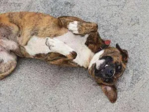 Cachorro raça Nao sei idade 2 anos nome Nao sei