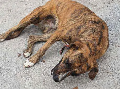 Cachorro ra a Nao sei idade 2 anos nome Nao sei