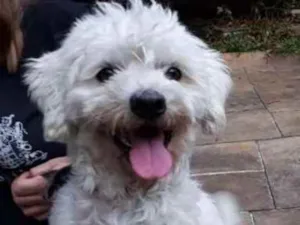 Cachorro raça Poodle idade 3 anos nome Bethoven