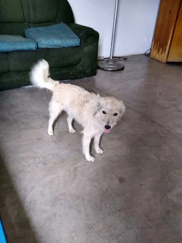 Cachorro ra a VIRA LATA  idade 1 ano nome BRANQUINHO 