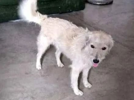Cachorro ra a VIRA LATA  idade 1 ano nome BRANQUINHO 