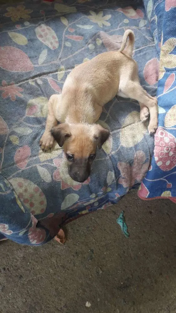 Cachorro ra a Mistura de labrador com boxer  idade 2 a 6 meses nome Sem nome 