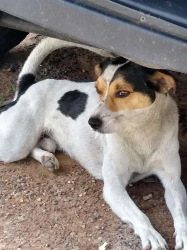 Cachorro ra a VIRA LATA idade 2 anos nome DUDU