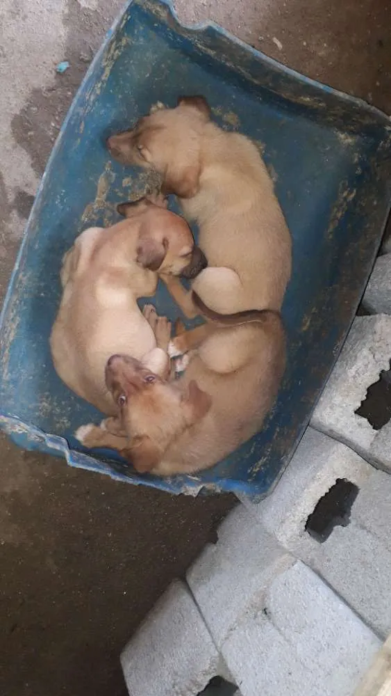 Cachorro ra a Mistura de labrador com boxer  idade 2 a 6 meses nome Sem nome 