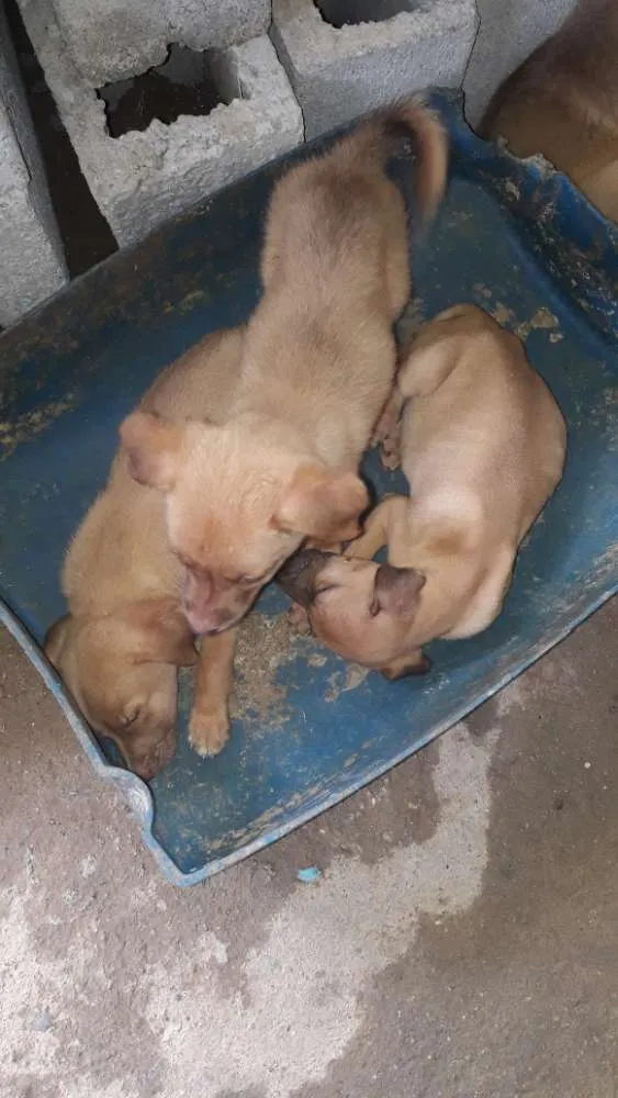 Cachorro ra a Mistura de labrador com boxer  idade 2 a 6 meses nome Sem nome 