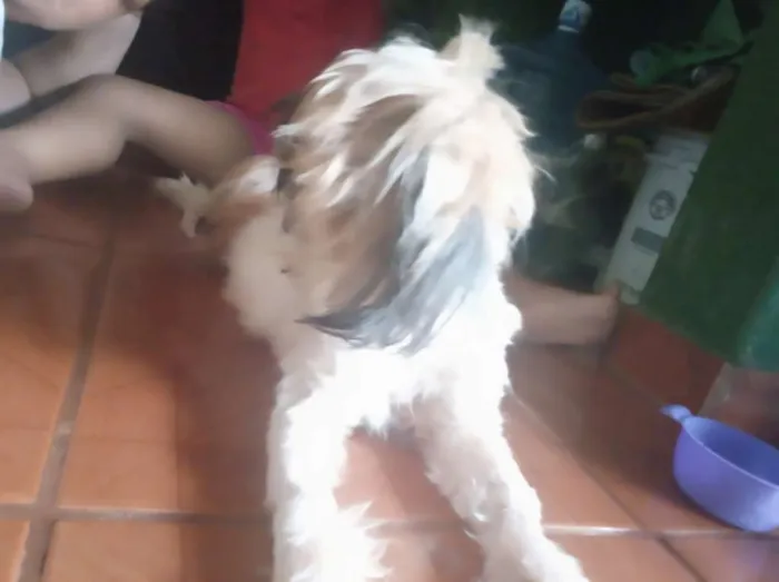 Cachorro ra a Não definida idade  nome Akira