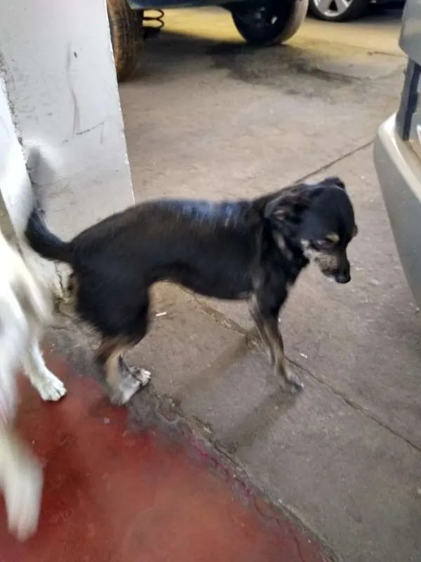 Cachorro ra a VIRA LATA  idade 2 anos nome JANAINA