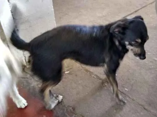 Cachorro ra a VIRA LATA  idade 2 anos nome JANAINA