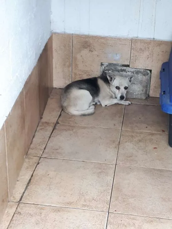 Cachorro ra a VIRA LATA  idade 2 anos nome LILICA 