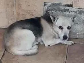 Cachorro ra a VIRA LATA  idade 2 anos nome LILICA 