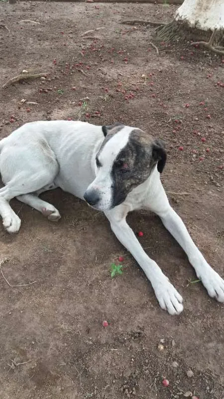 Cachorro ra a Pit-Bull com Vira Lata  idade 2 anos nome MARLON 