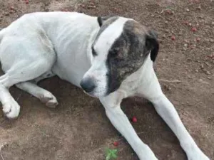Cachorro raça Pit-Bull com Vira Lata  idade 2 anos nome MARLON 