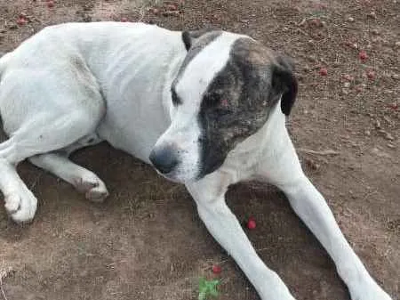Cachorro ra a Pit-Bull com Vira Lata  idade 2 anos nome MARLON 