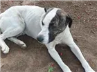 Cachorro raça Pit-Bull com Vira Lata  idade 2 anos nome MARLON 