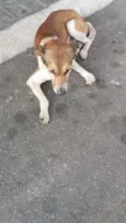 PATINHA 