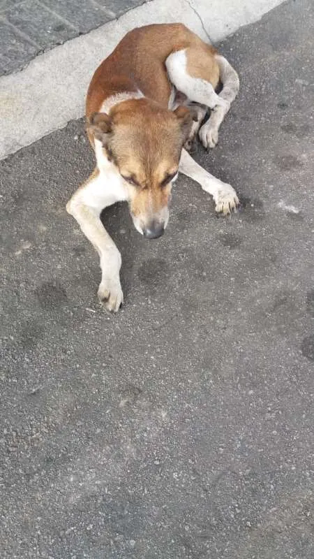 Cachorro ra a VIRA LATA  idade 4 anos nome PATINHA 