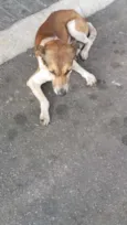 PATINHA