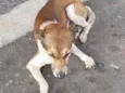 PATINHA 