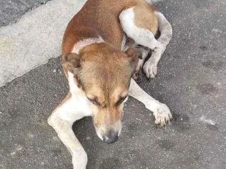 Cachorro ra a VIRA LATA  idade 4 anos nome PATINHA 